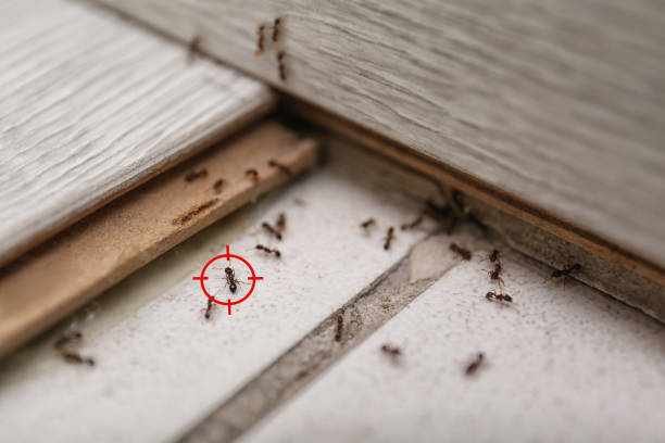 Best Cockroach Control Services  in Greenville, RI