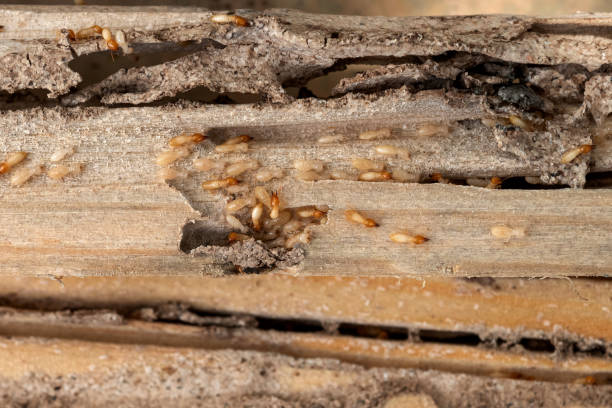 Best Pest Removal Services  in Greenville, RI